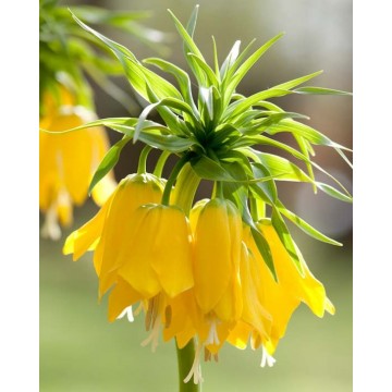 Püvilill LUTEA, 1 tk.