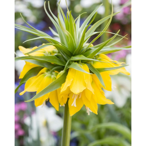 Püvilill LUTEA, 1 tk.