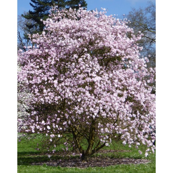 Magnoolia Rosea stellata