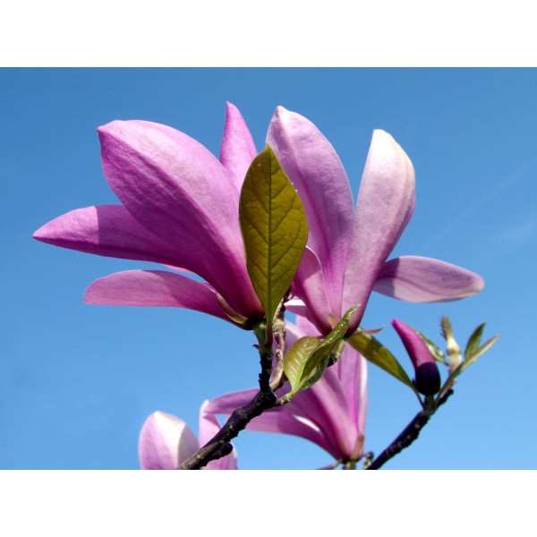 Magnoolia Betty liliflora