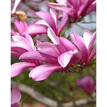 Magnoolia Betty liliflora