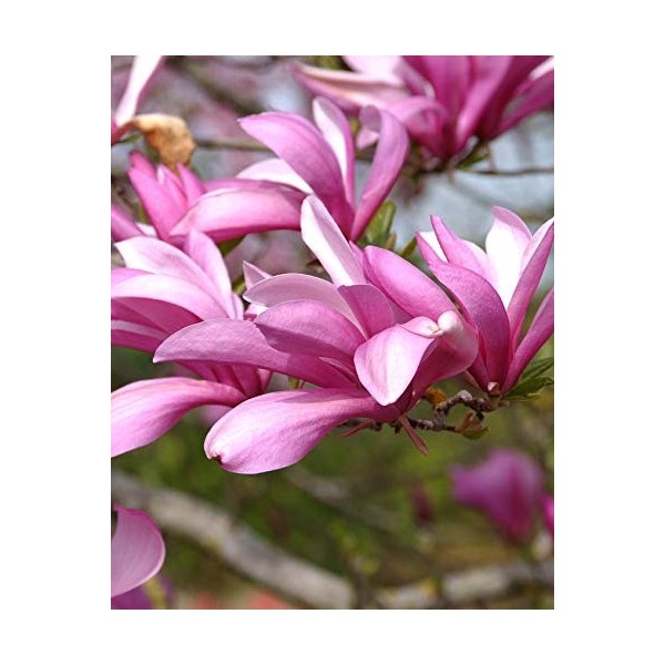 Magnoolia Betty liliflora