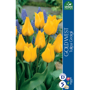 Tulp GOLD WEST 11/12 5 tk.