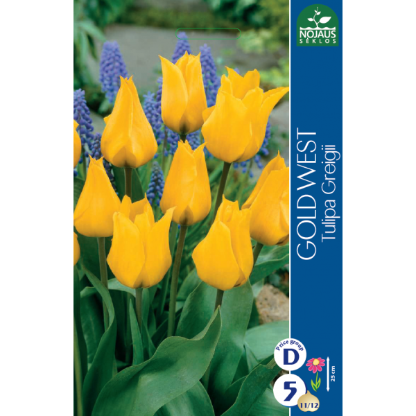 Tulp GOLD WEST 11/12 5 tk.