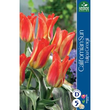 Tulp CALIFORNIAN SUN 11/12...