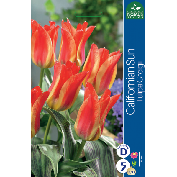 Tulp CALIFORNIAN SUN 11/12 5 kt