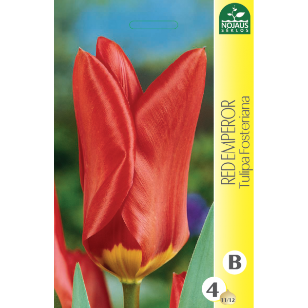 Tulp RED EMPEROR 11/12 4 tk