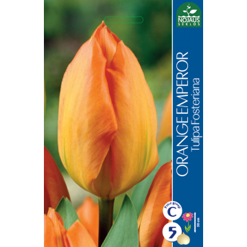 Tulp ORANGE EMPEROR 11/12 5...