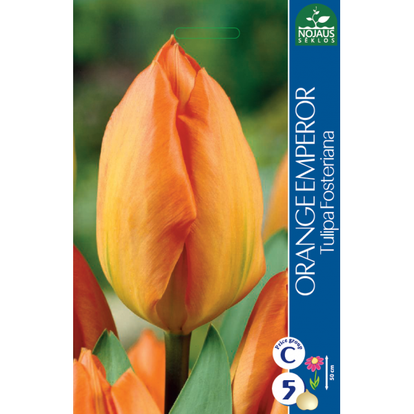 Tulp ORANGE EMPEROR 11/12 5 tk.