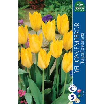 Tulp YELLOW EMPEROR 11/12 5...