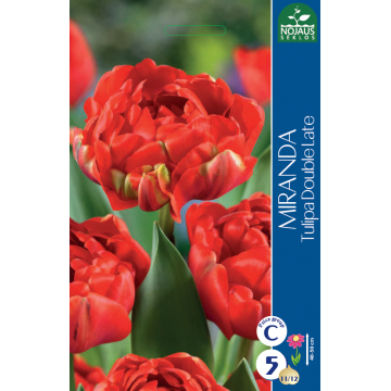 Tulp MIRANDA 11/12 5 tk