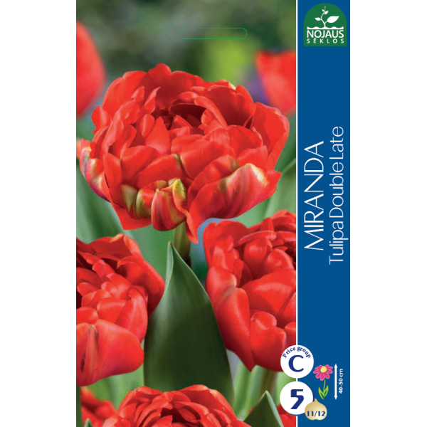 Tulp MIRANDA 11/12 5 tk