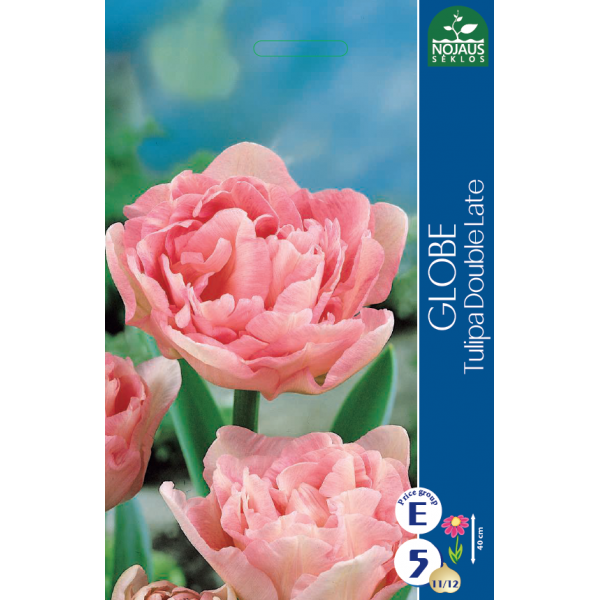TULP GLOBE 11/12 5 tk.