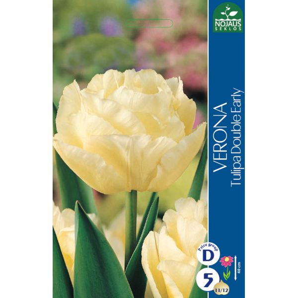 Tulp VERONA 11/12 5 tk.