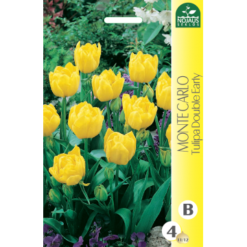 Tulp MONTE CARLO 11/12 4 tk