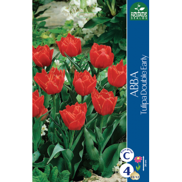 Tulp ABBA 11/12 4 tk