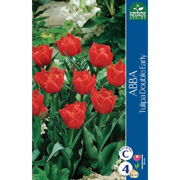 Tulp ABBA 11/12 4 tk