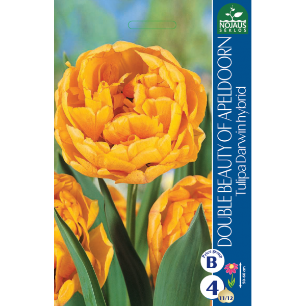 TULP DOUBLE BEAUTY OF APELDOORN 11/12 4TK.