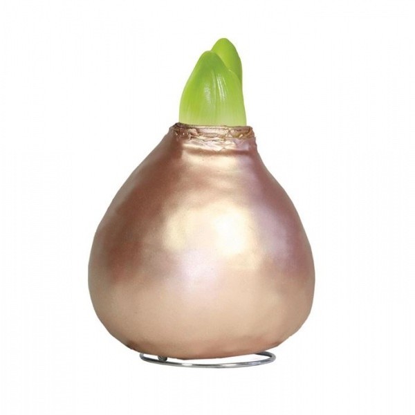 Pearl Rose Vahatatud Ratsuritäht Celebration - punane lill 1tk