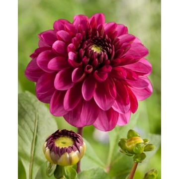 Daaliad Lilac Bull 1tk.