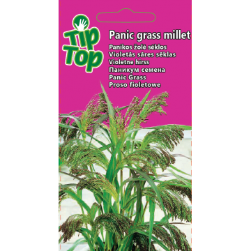 Panikos žolė Panic grass...