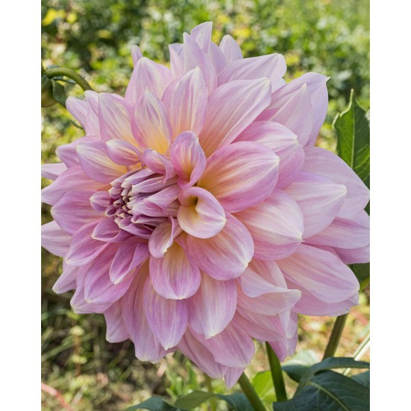 Jurginai `STRAWBERRY ICE` IIgr. 1sv 8909