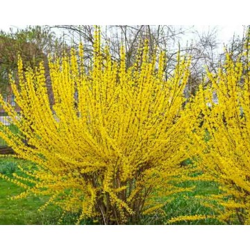 Forsythia INTERMEDIA Lynwood