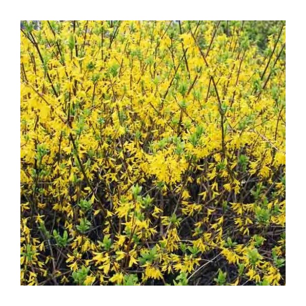 Forsythia INTERMEDIA Lynwood