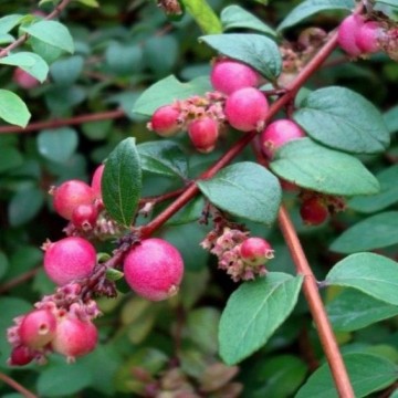 Symphoricarpos "Hancock"