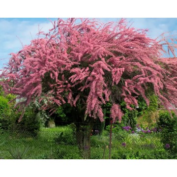 Väikeseõiene Tamarisk