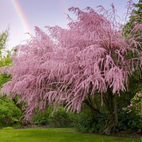 Väikeseõiene Tamarisk