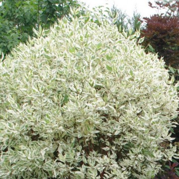 Siberi kontpuu Cornus Alba