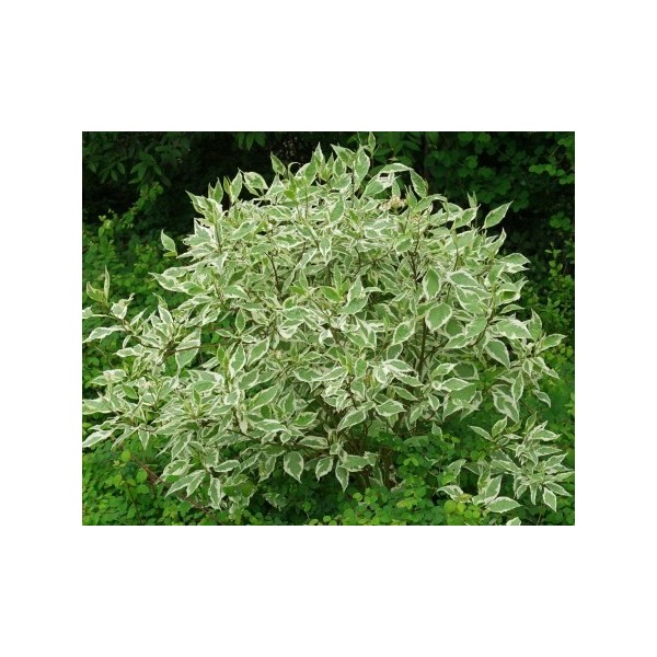 Siberi kontpuu Cornus Alba