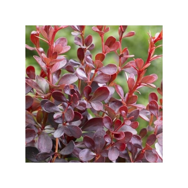 Raugeriškis Dart's Red
