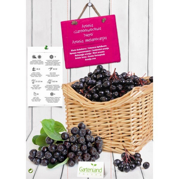 Aronia nigra NERO (paljasjuurne)