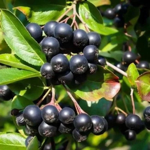 Aronija juodoji NERO (plikašaknė)