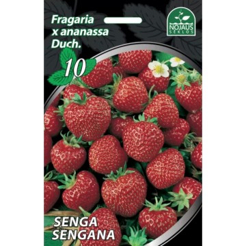 Maasikad Senga Sengana 10tk