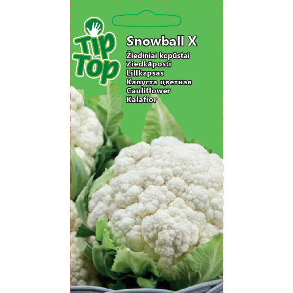 Kopūstai žiediniai Snowball X 9479