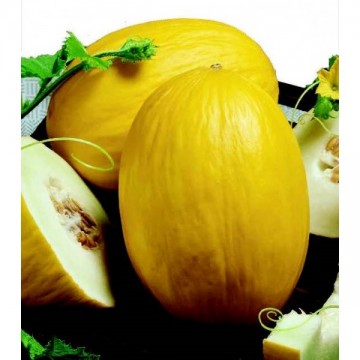 Melonid Honey Dew 1g