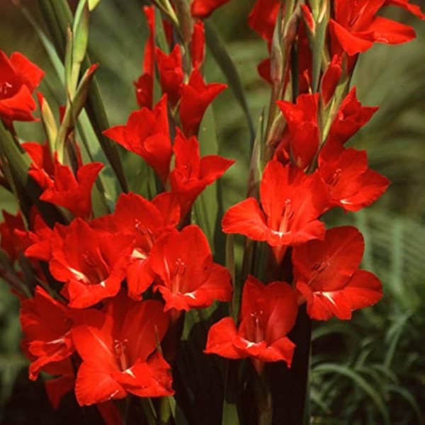 Gladiool Fortuna Red 50 tk MEGA PACK