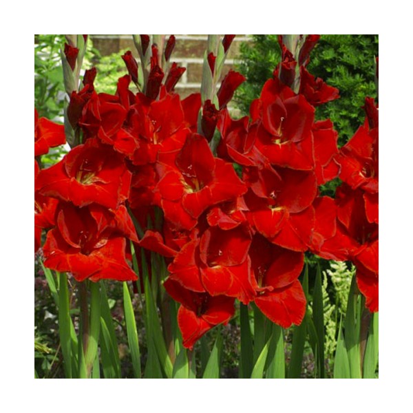 Gladiool Fortuna Red 50 tk MEGA PACK