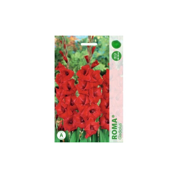 Gladiool Roma 50 tk MEGA PACK