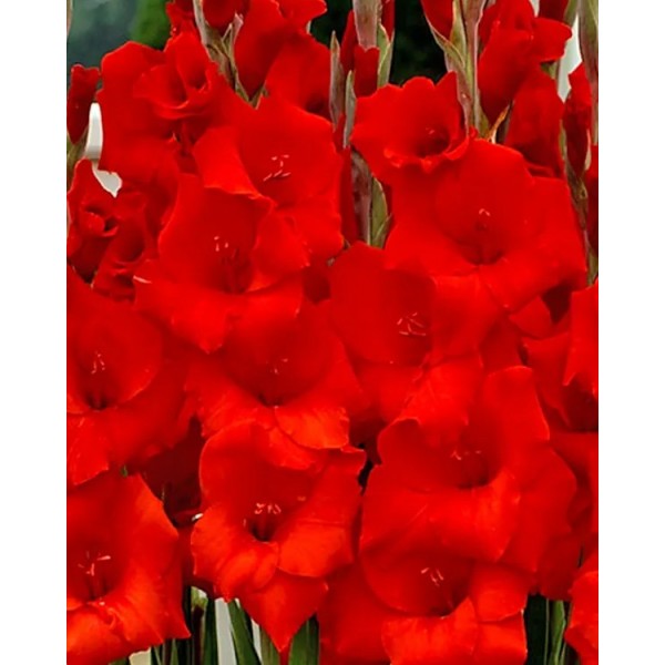 Gladiool Manhattan 50 tk MEGA PACK