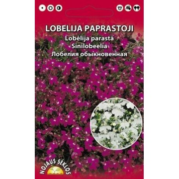 Sinilobeelia Rosamond
