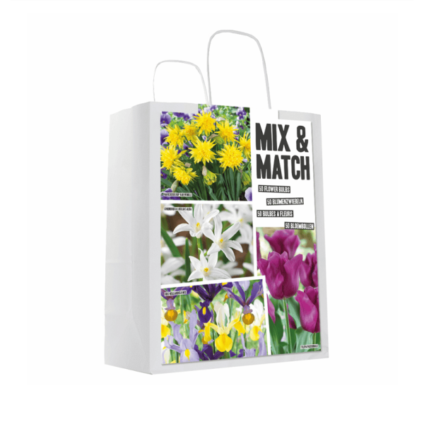 Lillesibulate komplekt kollane/lilla 50 tk.