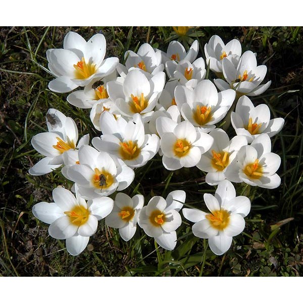 Lillesibulate komplekt lihtsaks istutamiseks Happy Bee 19 tk.
