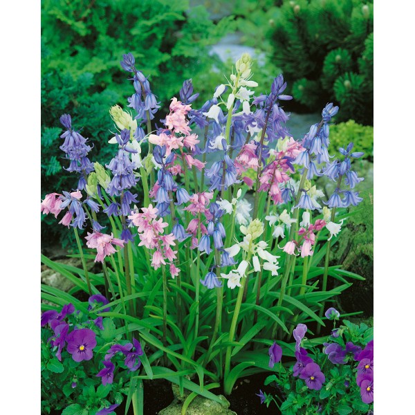 Gėlių svogūnėlių rinkinys violetinis/rožinis 50 sv.
