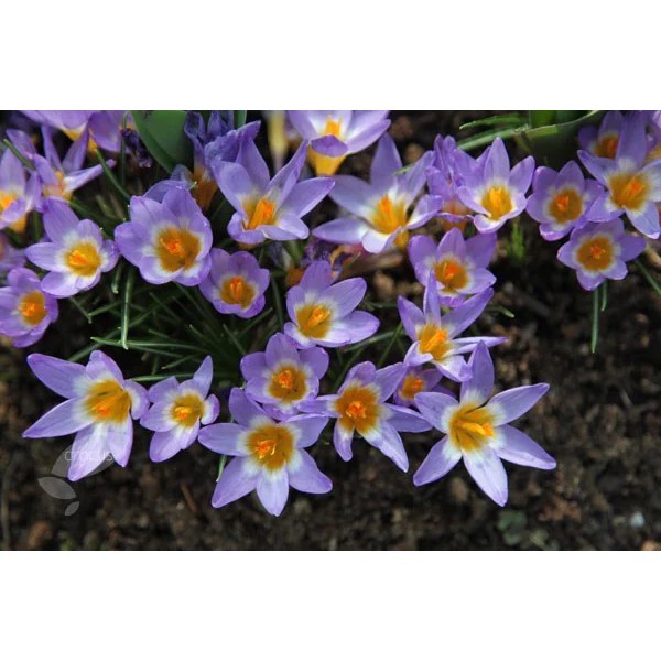 Gėlių svogūnėlių rinkinys violetinis/rožinis 50 sv.