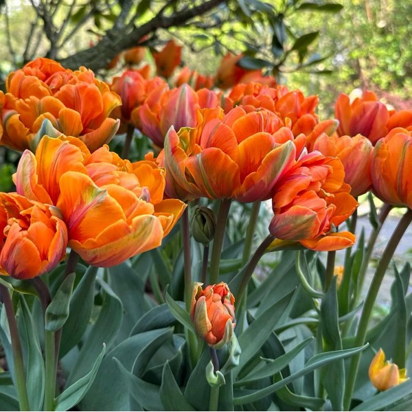 Gėlių svogūnėlių rinkinys oranzinis/juodas 50 vnt.