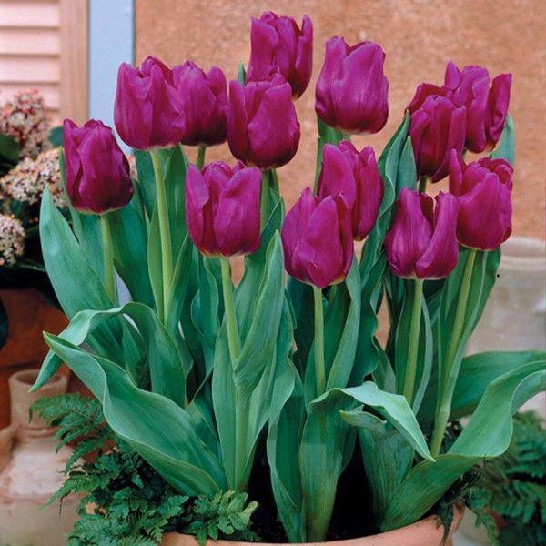 Gėlių svogūnėlių rinkinys geltonas/violetinis 50 vnt.